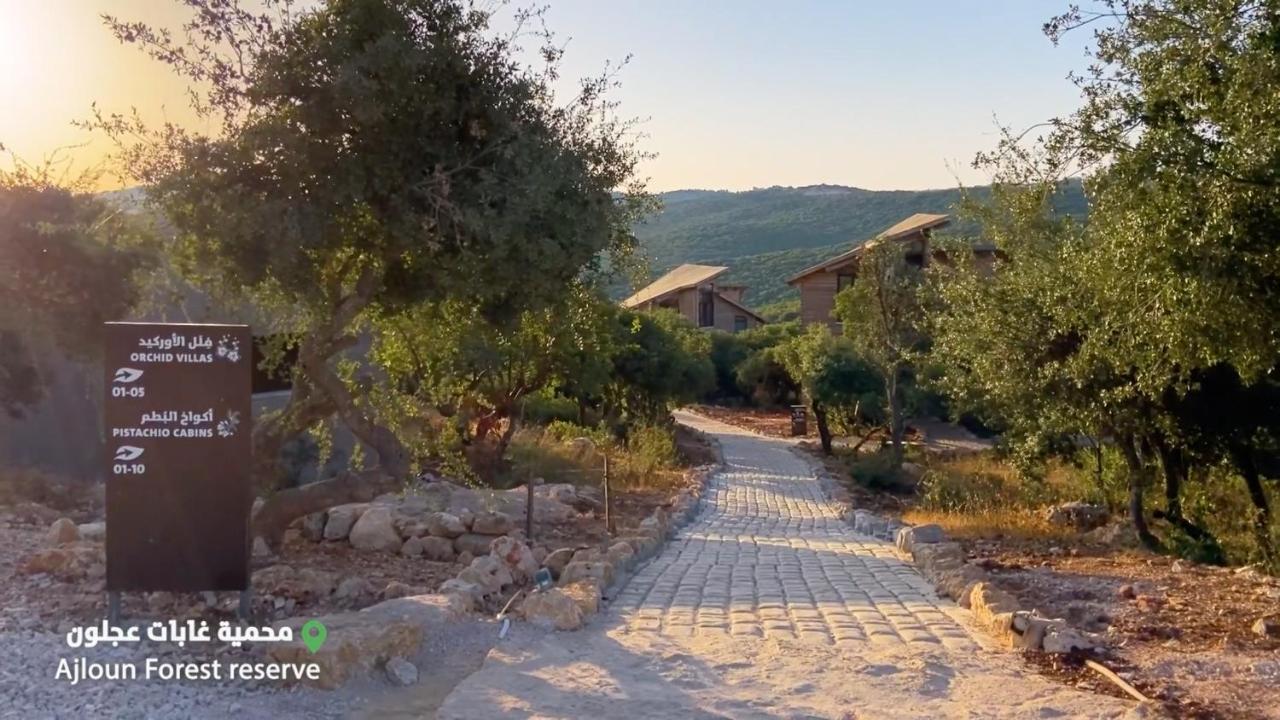 Ajloun Forest Reserve Ceraş Dış mekan fotoğraf