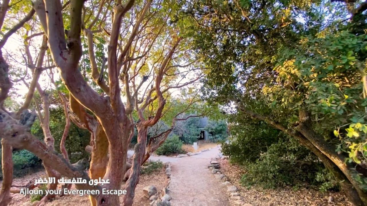 Ajloun Forest Reserve Ceraş Dış mekan fotoğraf